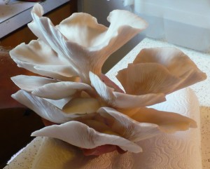 Fresh harvest 2 image