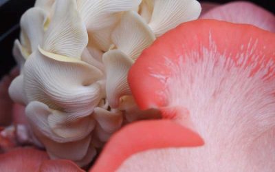 Pinks and Goldens – Just harvested