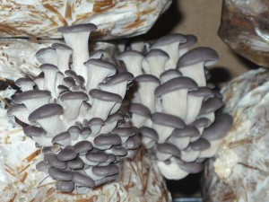 The Mushroom Cycle 2 img