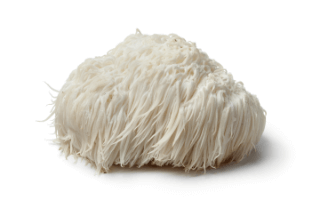 lions mane image